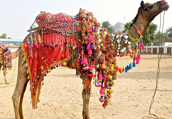 kolayat festival tour